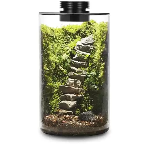 Desktop Glass Plant Terrarium with Grow Light for Succulent, Moss, Miniature Gardening Landscape